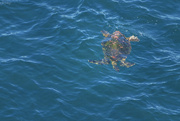 14th Feb 2024 - Sea Turtle Under Water 