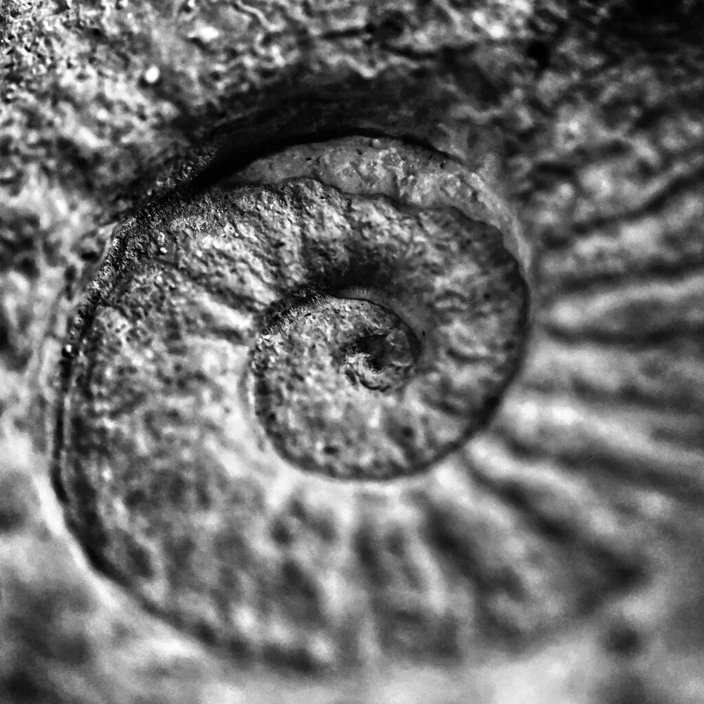 A fossil spiral by peachfront