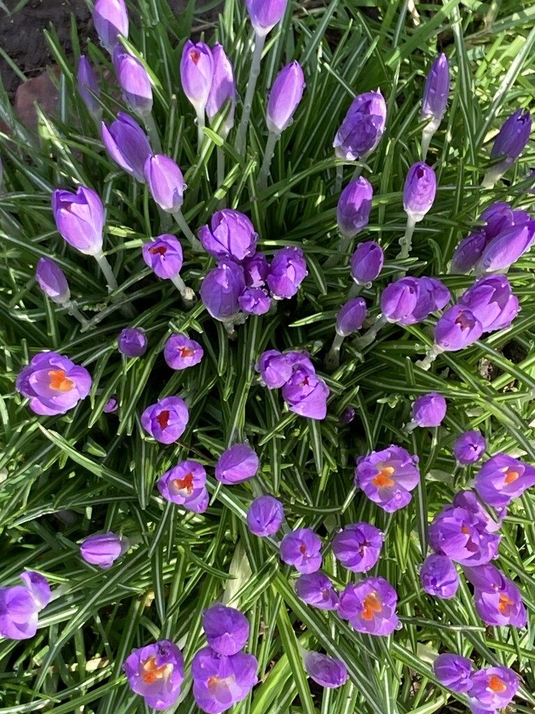 Crocuses on Walk by cataylor41