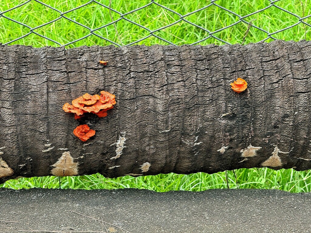Orange mushrooms.  by cocobella