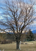 16th Feb 2024 - Tree & Sky