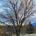 Tree & Sky by mtb24