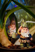 12th Feb 2024 - 043 - Gnome friends