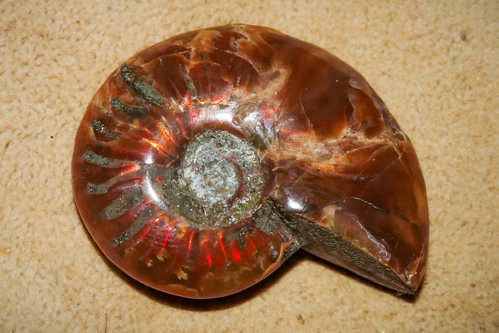 044 - Ammonite by rbrettschneider