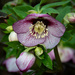 Hellebore by anncooke76