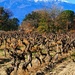 This week in the vineyard ........ by laroque