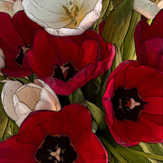 17th Feb 2024 - Tulips