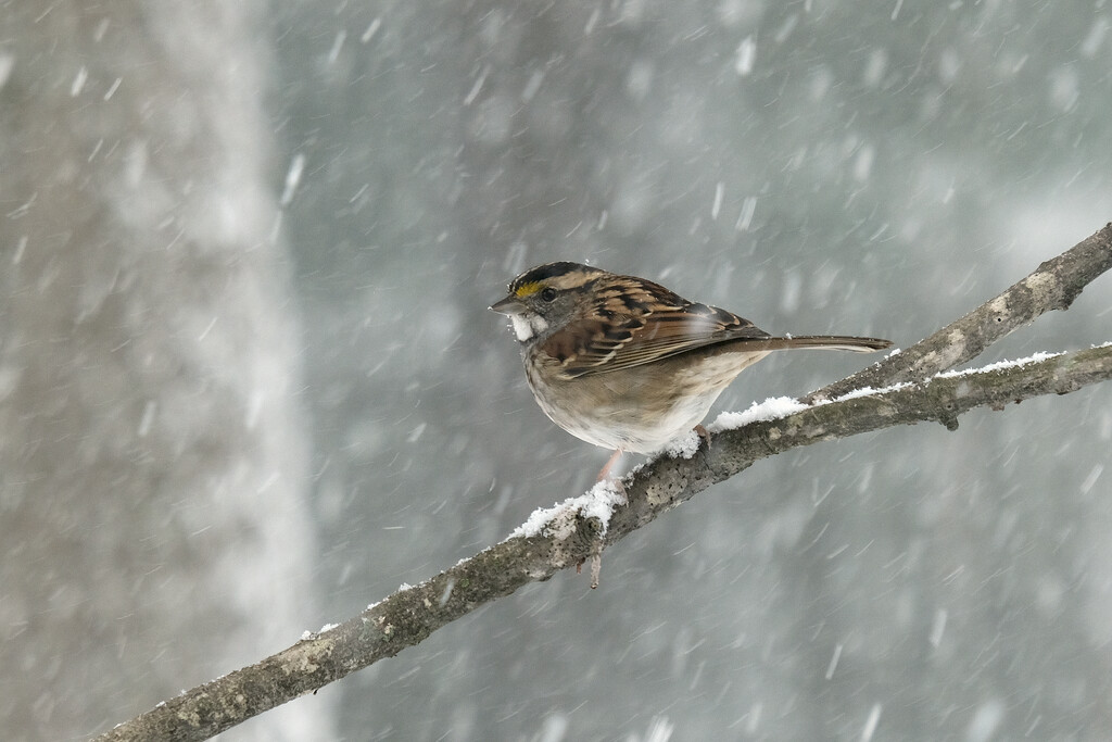 White Throated Sparrow by lsquared