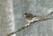 16th Feb 2024 - White Throated Sparrow