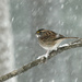 White Throated Sparrow by lsquared