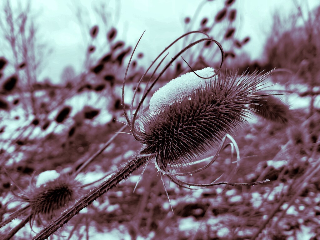Snow-capped teasel by ljmanning