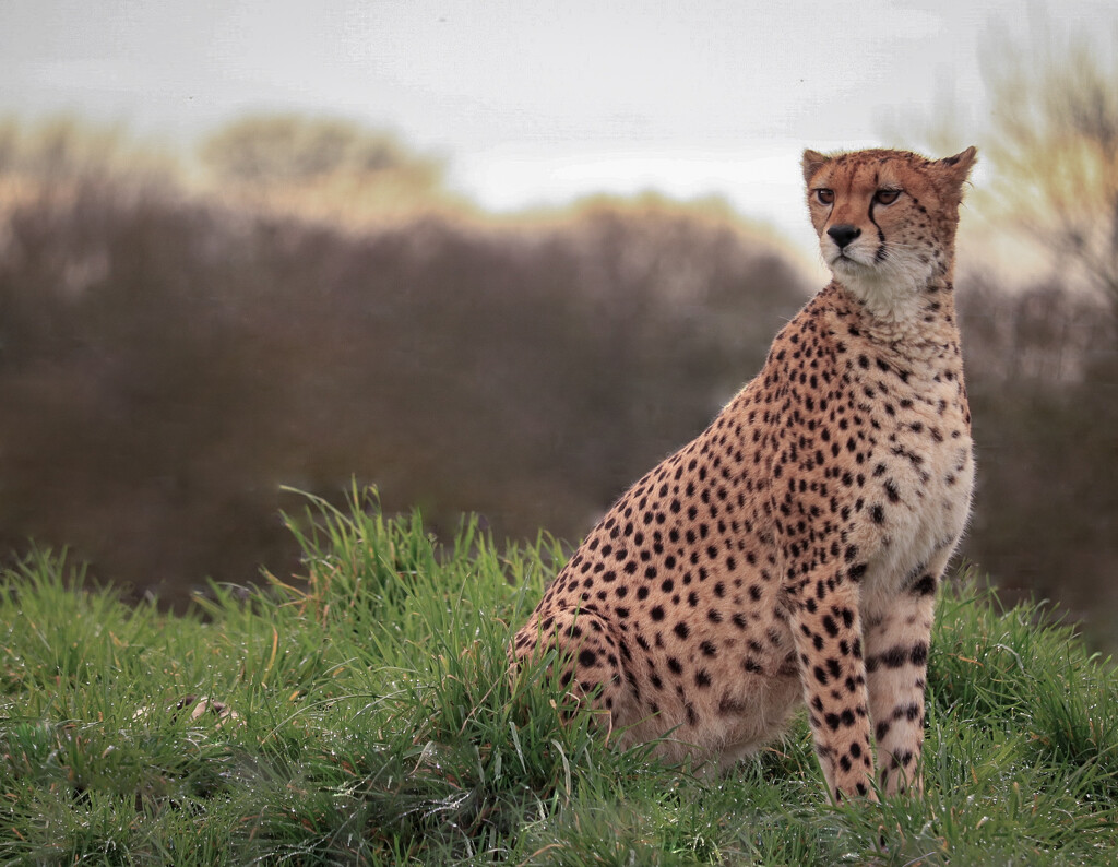 Cheetah by samraw