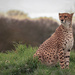 Cheetah by samraw