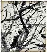 15th Feb 2024 - Banksia skeleton