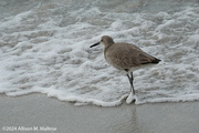 17th Feb 2024 - Wading Willet