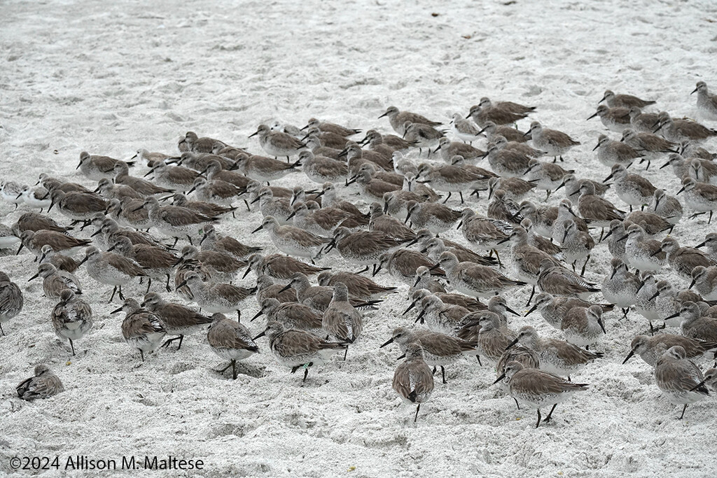 Whole Lotta Willets! by falcon11