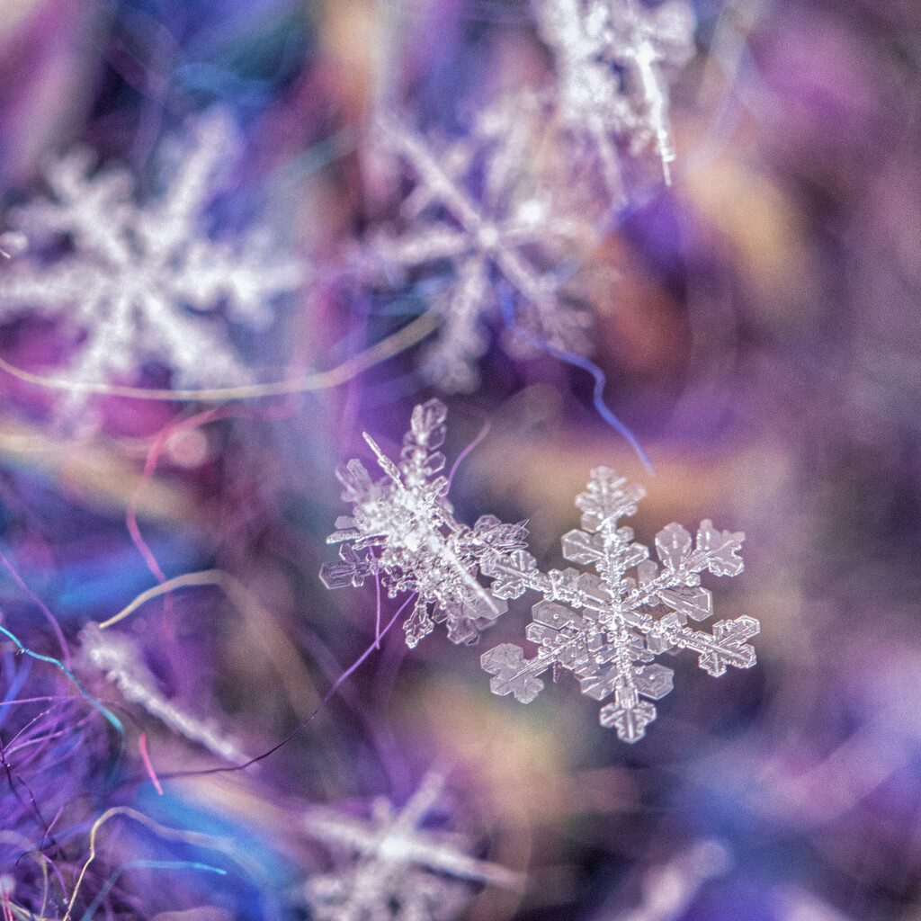 snowflakes by aecasey