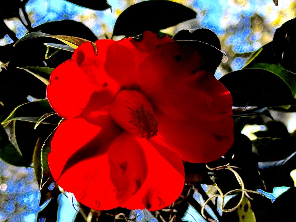 Backlit camellia by congaree
