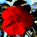 Backlit camellia