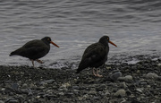 17th Feb 2024 - Two Oystercatchers
