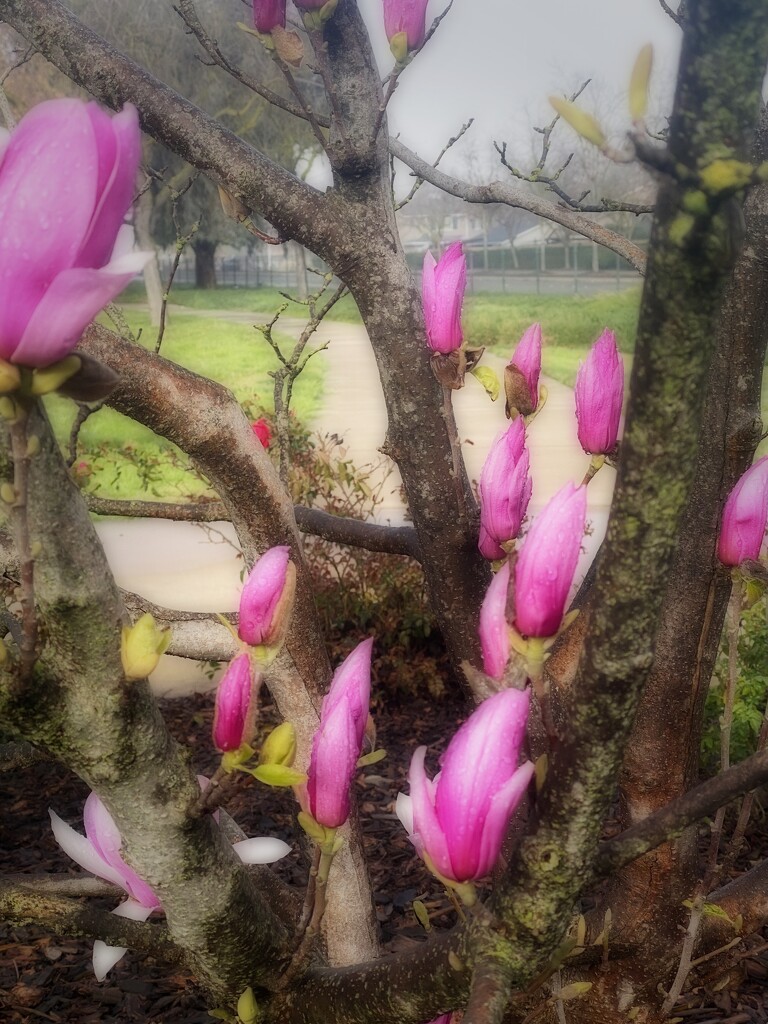 Pink Magnolias  by joysfocus