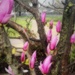 Pink Magnolias 
