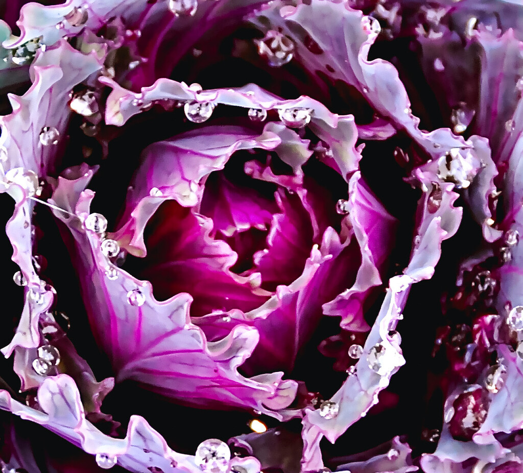 Ornamental Cabbage  by joysfocus