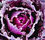 18th Feb 2024 - Ornamental Cabbage 