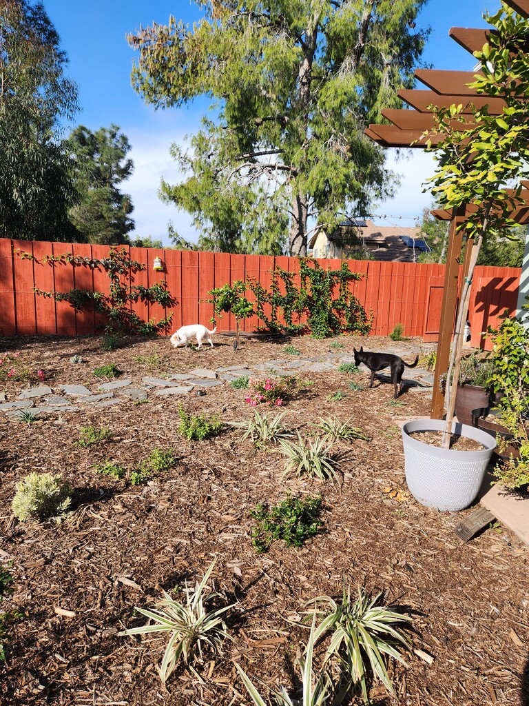 Backyard Exploring for the Pups by mariaostrowski