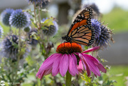 18th Feb 2024 - Monarch butterfly