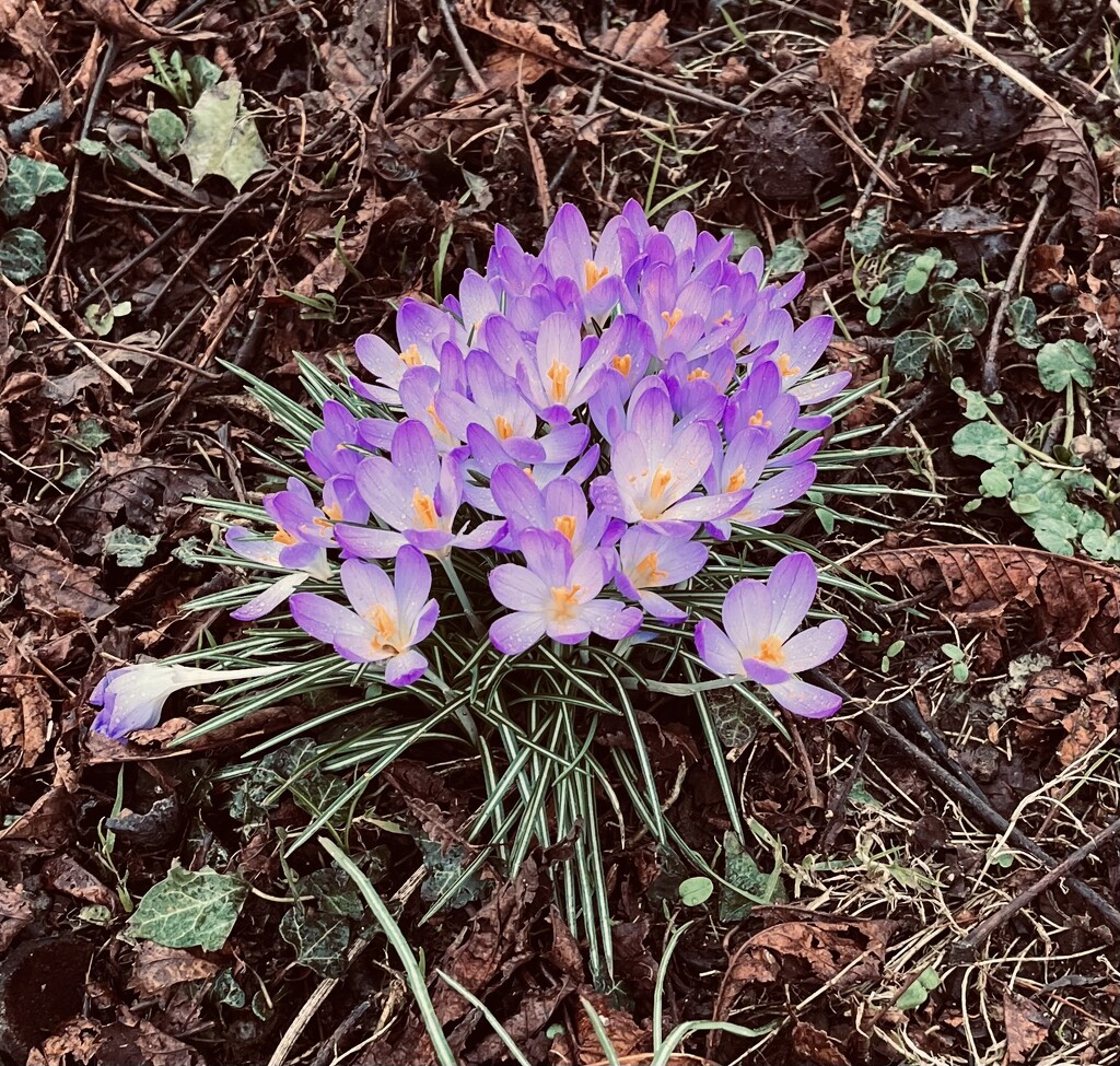 Spring flowers... by anne2013