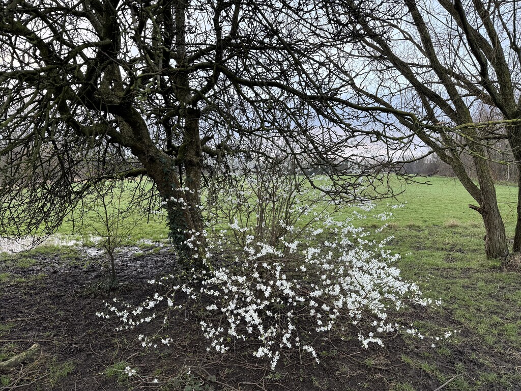 Spring Blossom by eviehill