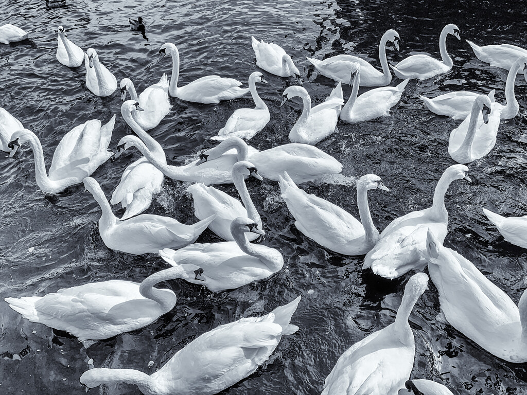 Swans - FOR 18 by pamknowler