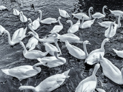 18th Feb 2024 - Swans - FOR 18