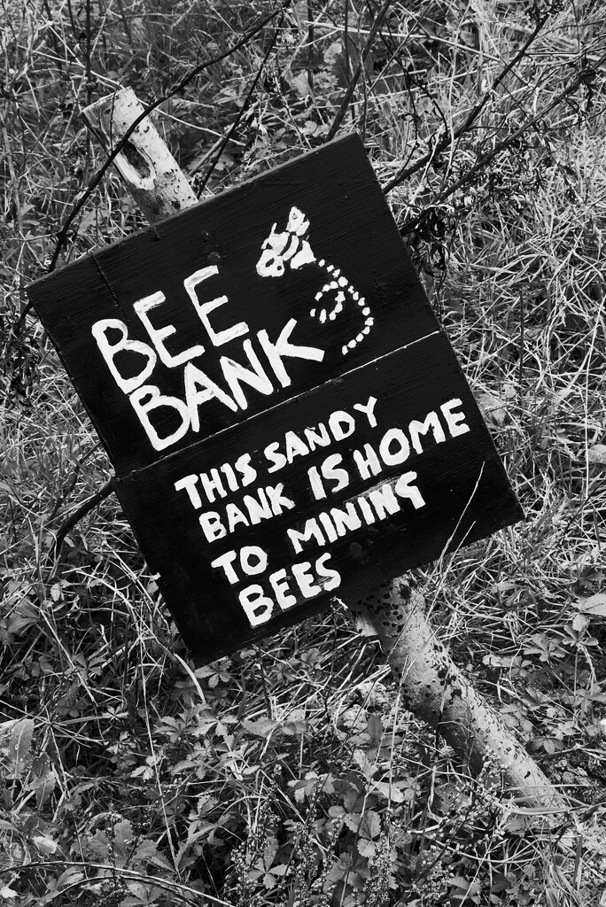 Bee Bank by mr_jules