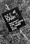 18th Feb 2024 - Bee Bank