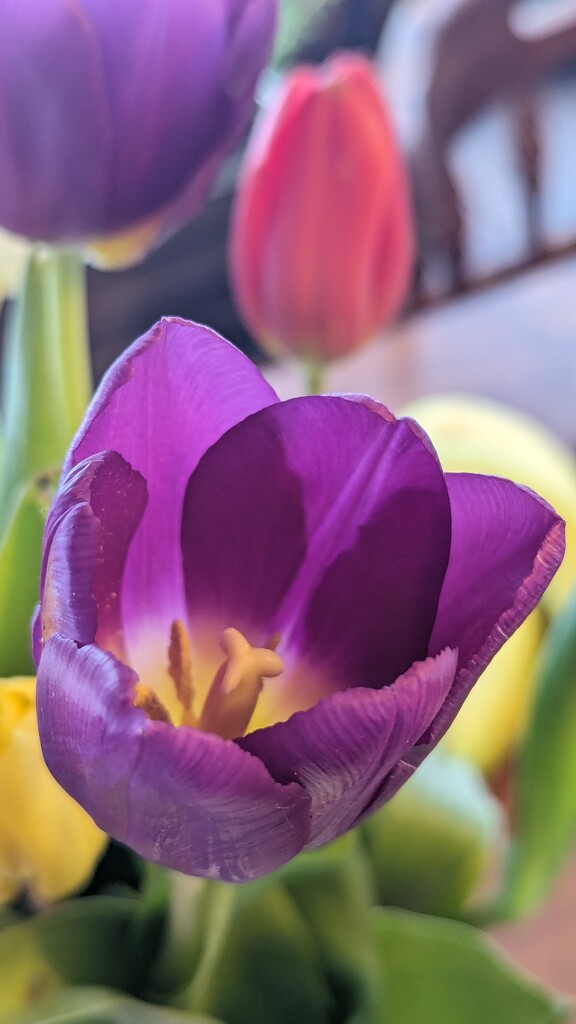 First Tulip Blooming by julie
