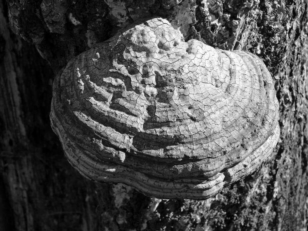Shelf fungi... by marlboromaam