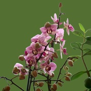 18th Feb 2024 - Orchid