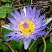 17th Feb 2024 - Water lily and friends 