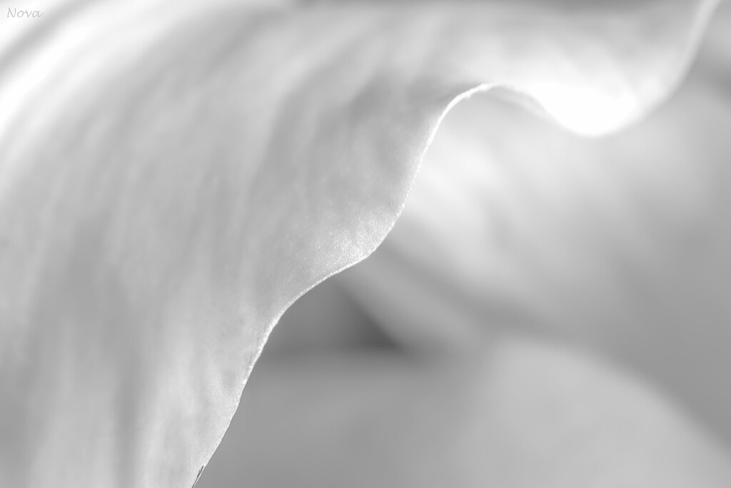 Lily petals by novab