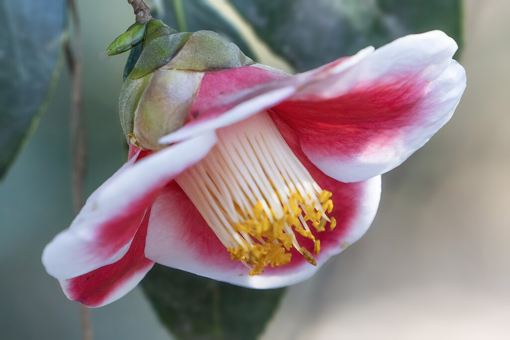 Red and White Camellia by k9photo