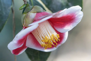 18th Feb 2024 - Red and White Camellia