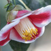 Red and White Camellia by k9photo