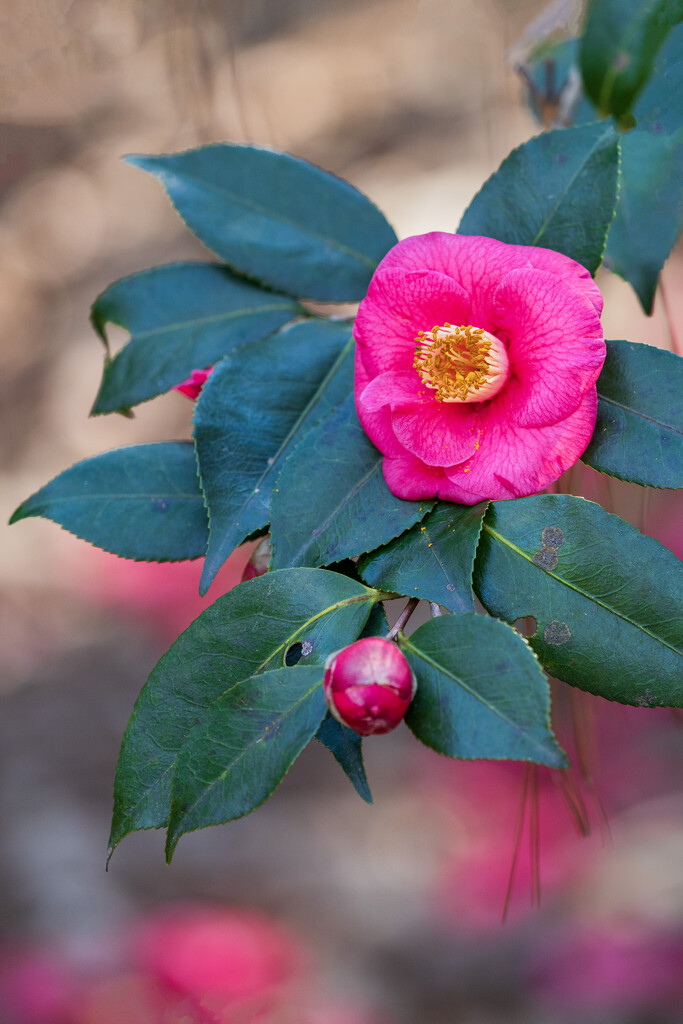 Camellia by kvphoto
