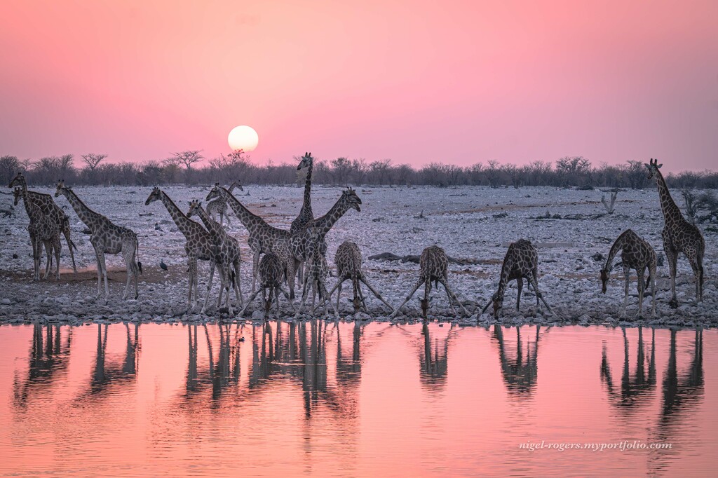 Split toned Giraffes by nigelrogers