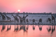 15th Feb 2024 - Split toned Giraffes