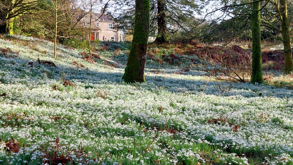 Endless snowdrops! by samcat