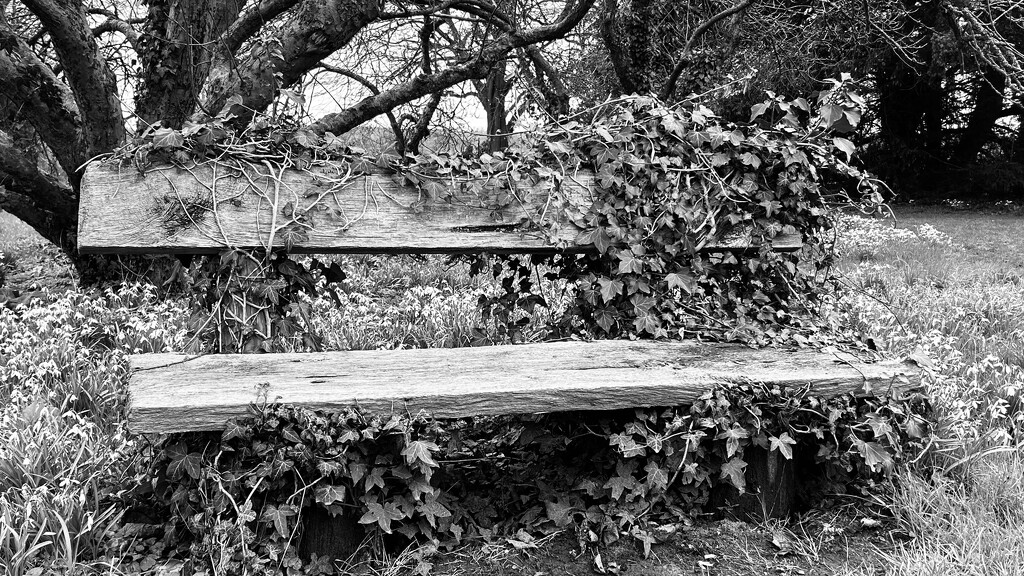 FOR #18 Ivy Bench by phil_sandford