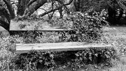18th Feb 2024 - FOR #18 Ivy Bench